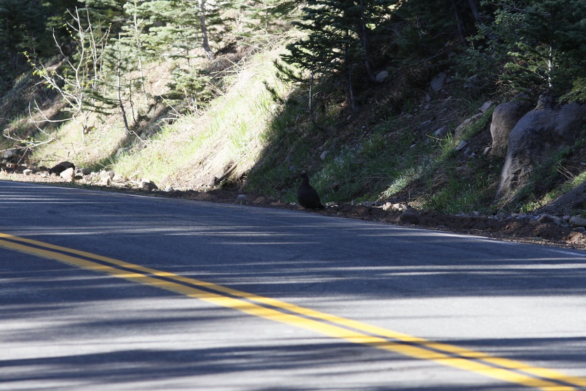 Sooty Grouse - ML527952321