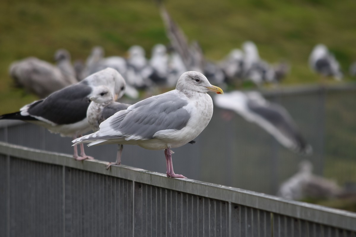 Glaucous-winged Gull - Cedrik von Briel