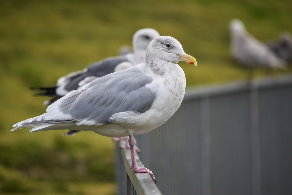 Gaviota de Bering - ML527954461