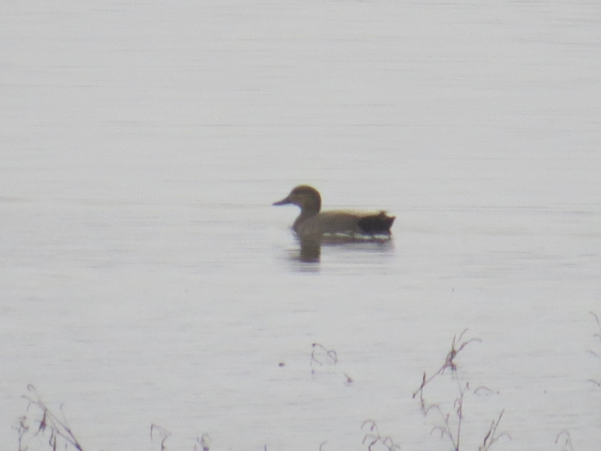 Gadwall - ML527955911