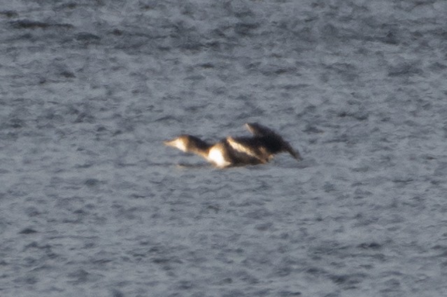 Yellow-billed Loon - ML527955951