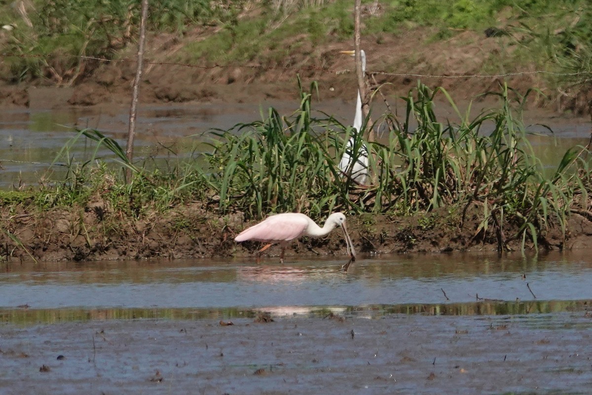 Roseate Spoonbill - ML527956331