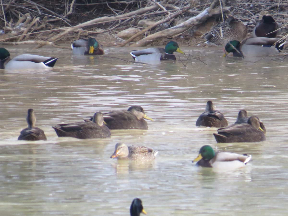 American Black Duck - Ethan Maynard