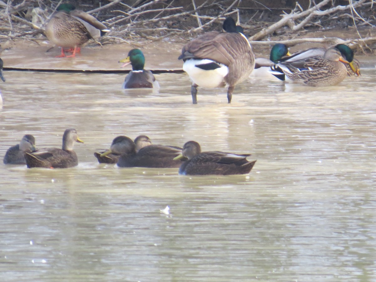 American Black Duck - Ethan Maynard