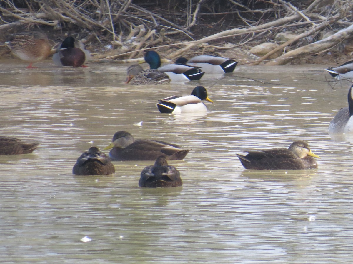 American Black Duck - ML527956811