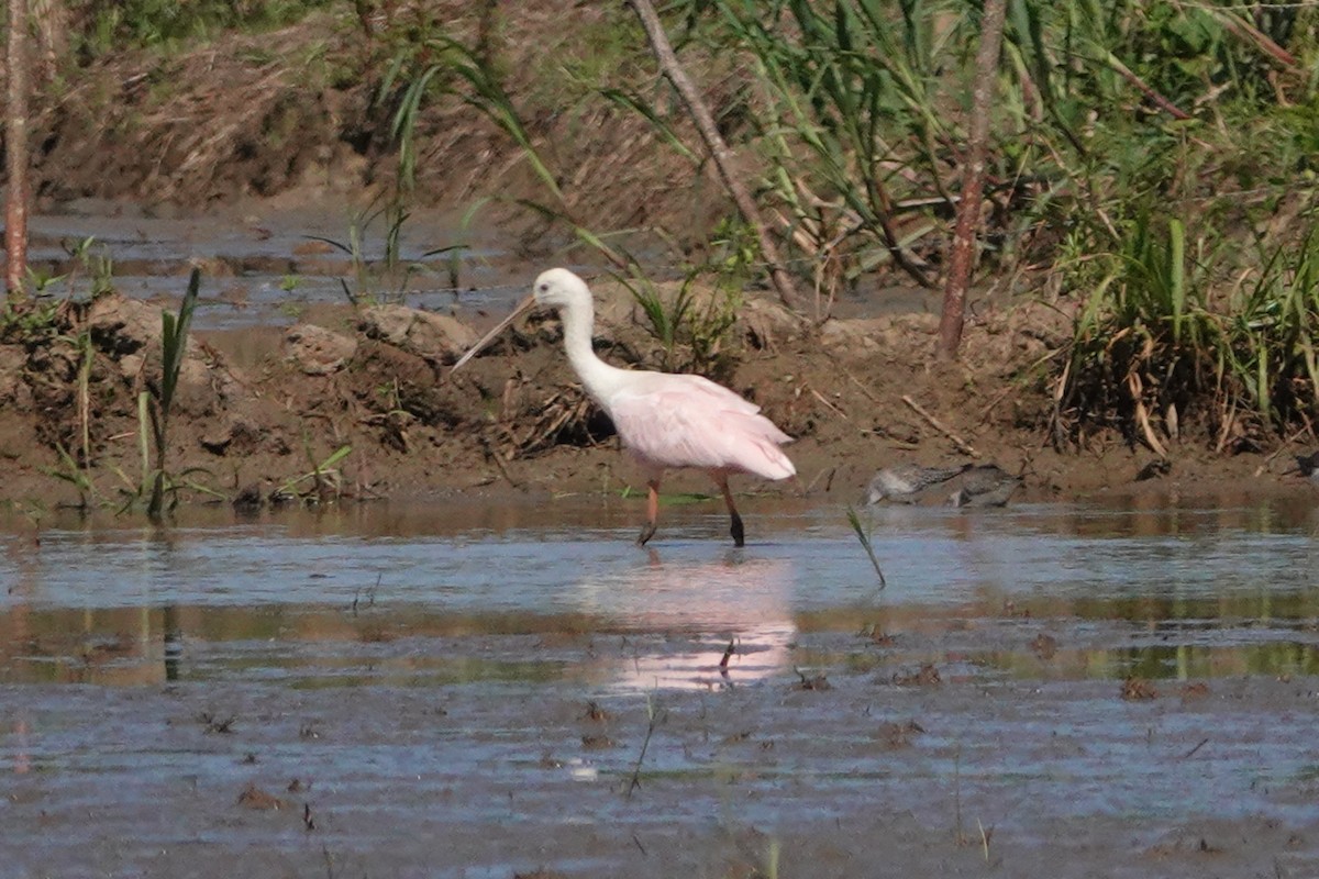 Roseate Spoonbill - ML527956861