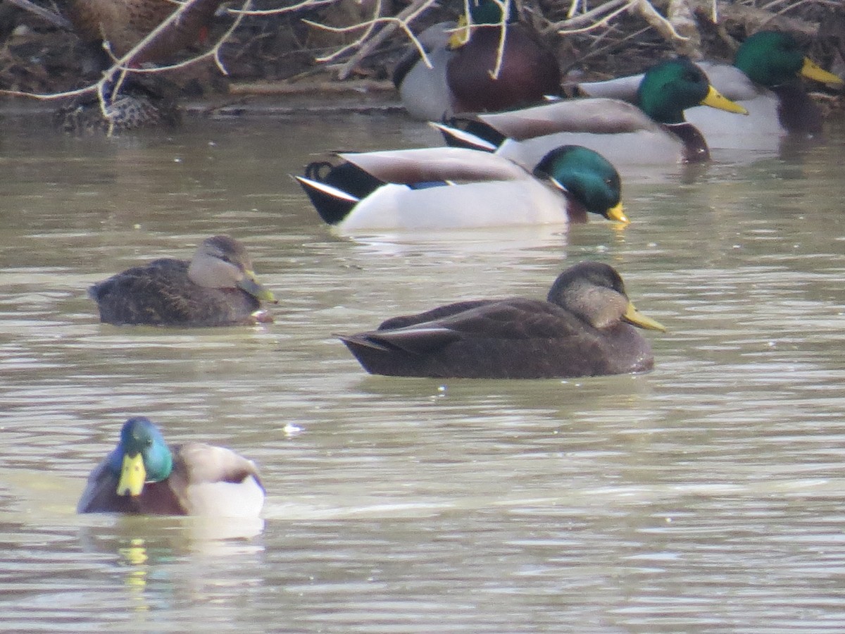 American Black Duck - ML527956871