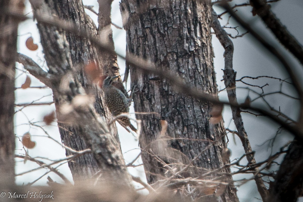 Reichenow's Woodpecker - Marcel Holyoak