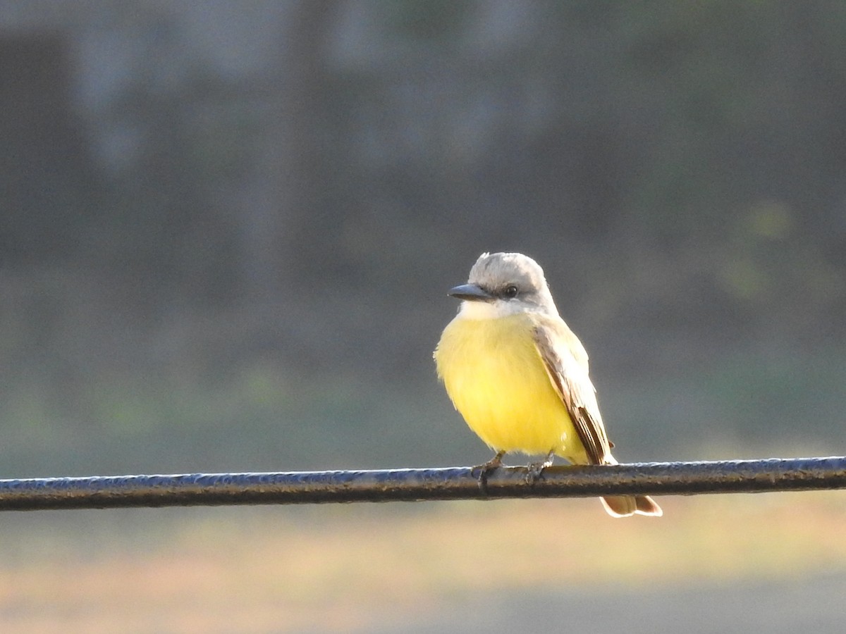 Tropical Kingbird - ML527960081