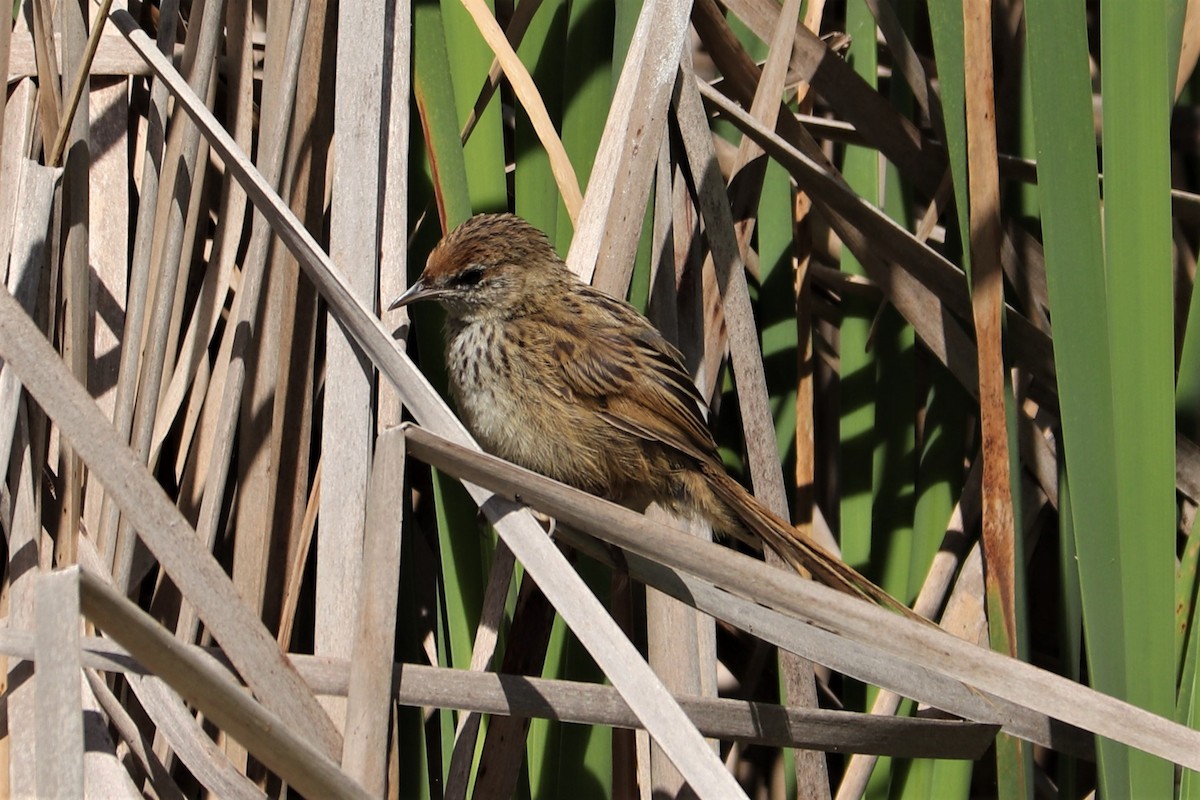 New Zealand Fernbird - ML527960501