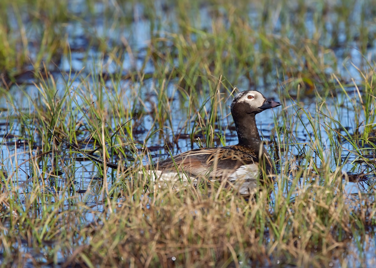 Long-tailed Duck - ML527961361
