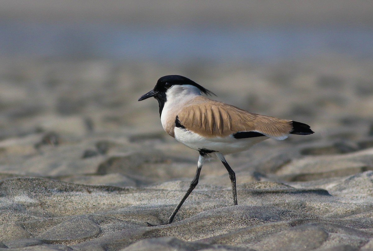 River Lapwing - Samim Akhter
