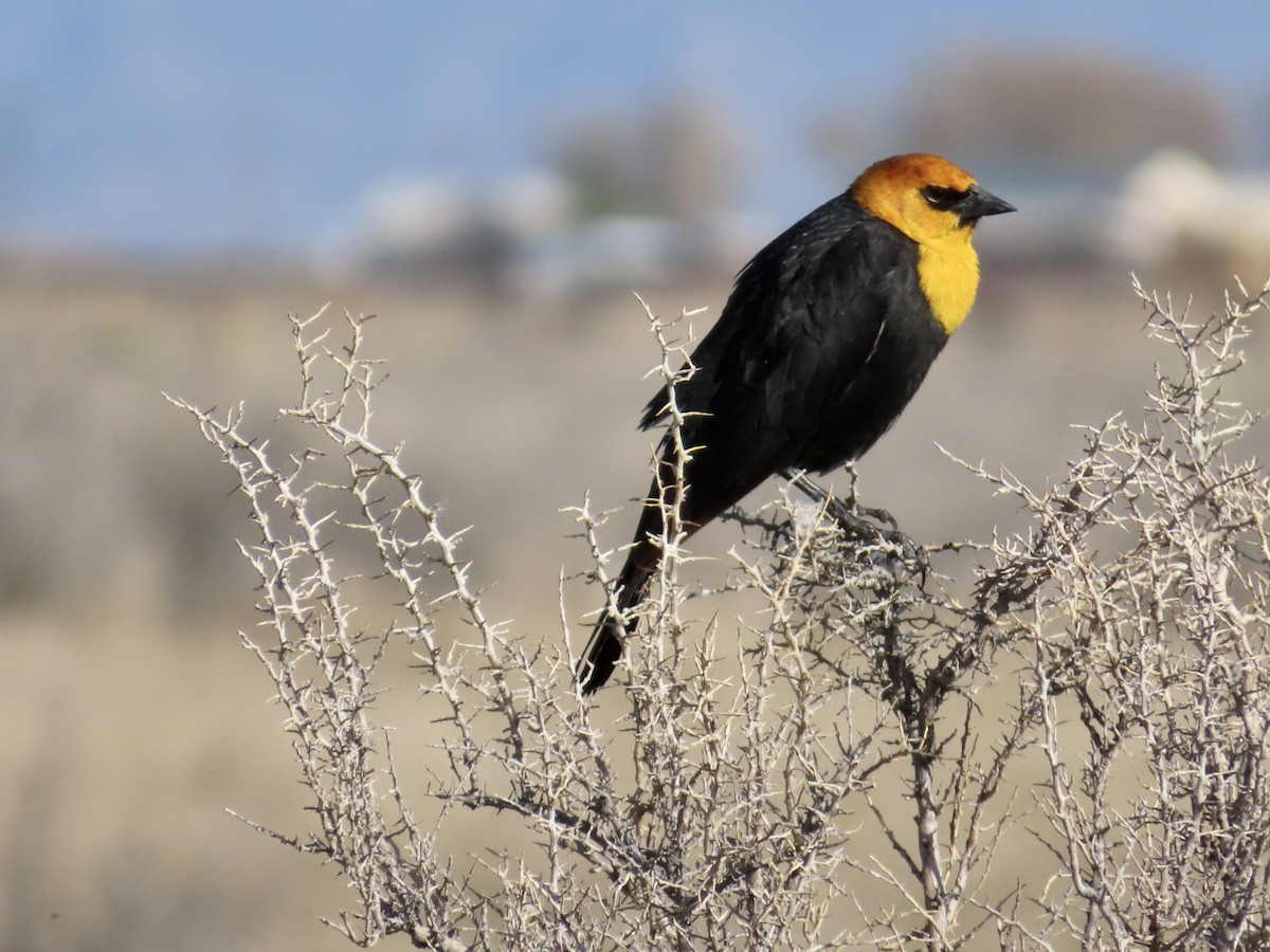 Yellow-headed Blackbird - Art Hudak