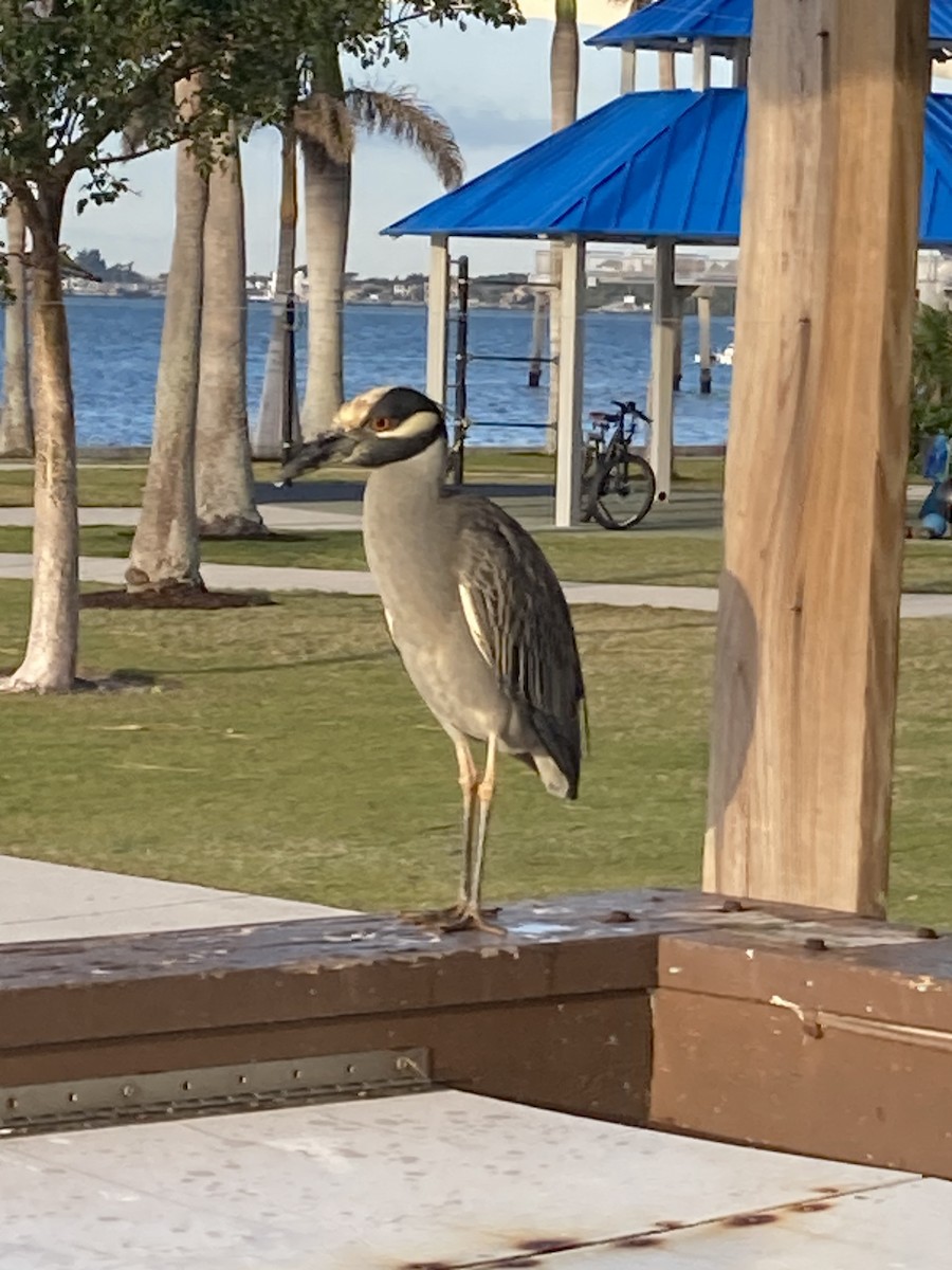 Yellow-crowned Night Heron - ML527962961