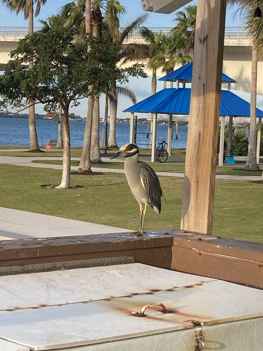 Yellow-crowned Night Heron - ML527962971