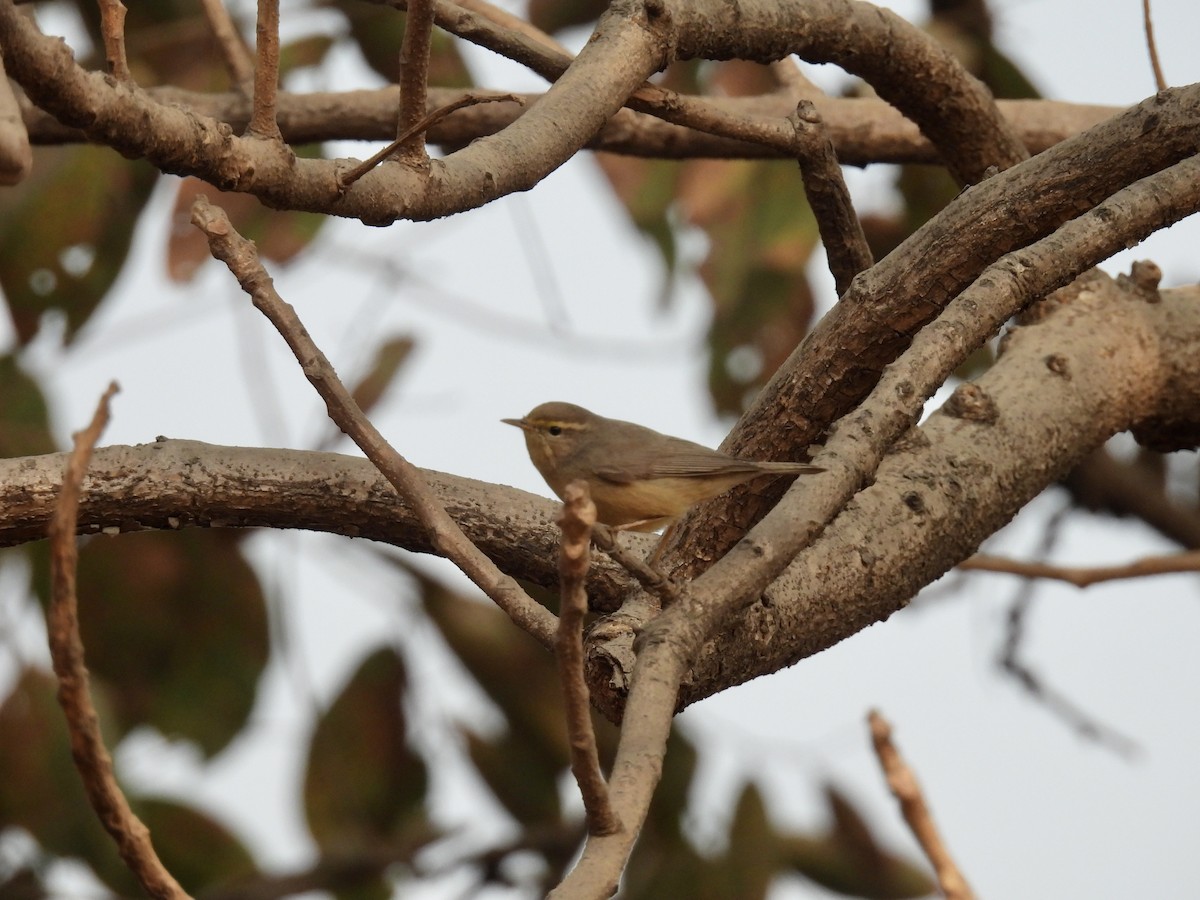 Sulphur-bellied Warbler - ML527964901