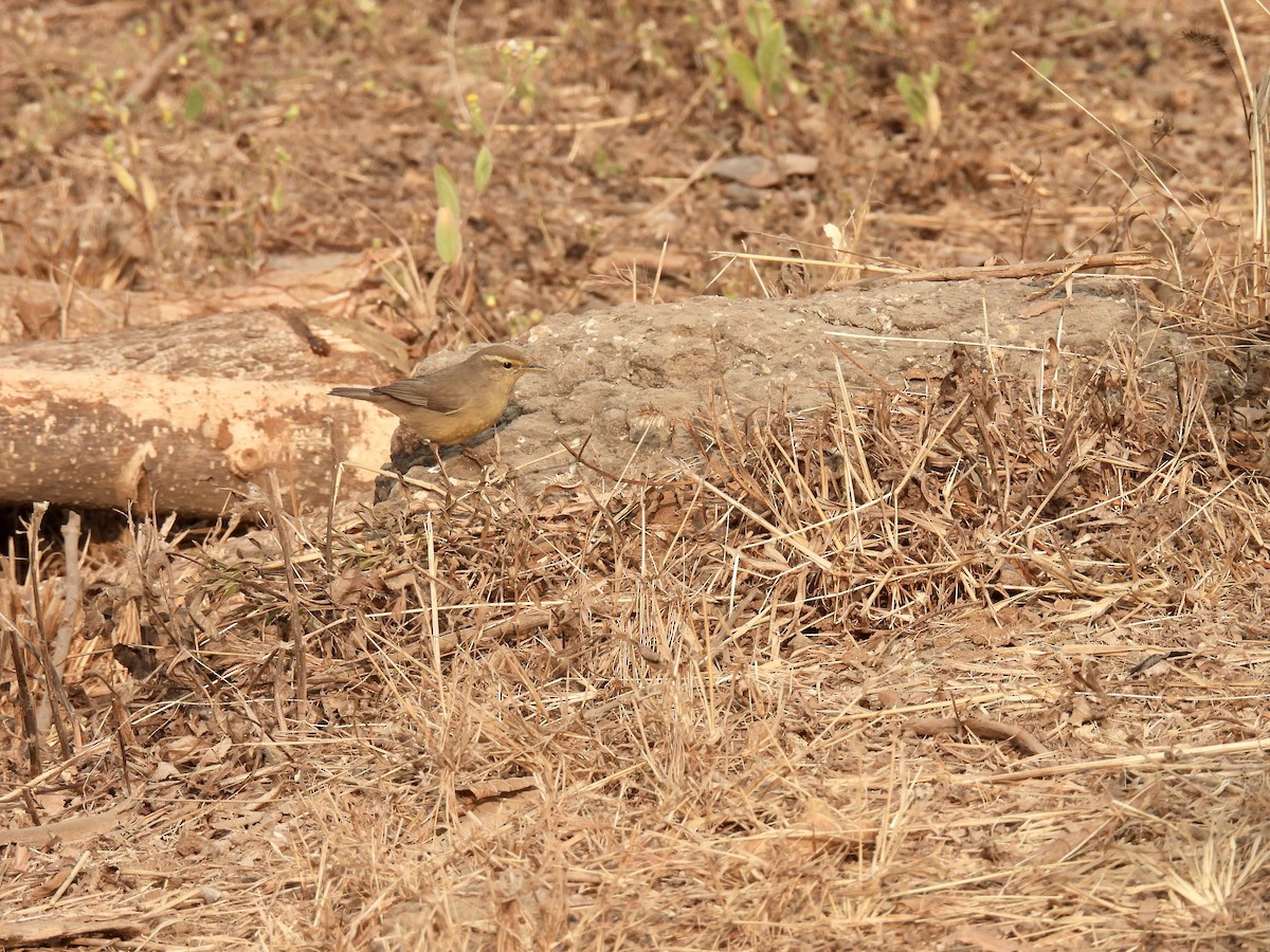 Sulphur-bellied Warbler - ML527964911