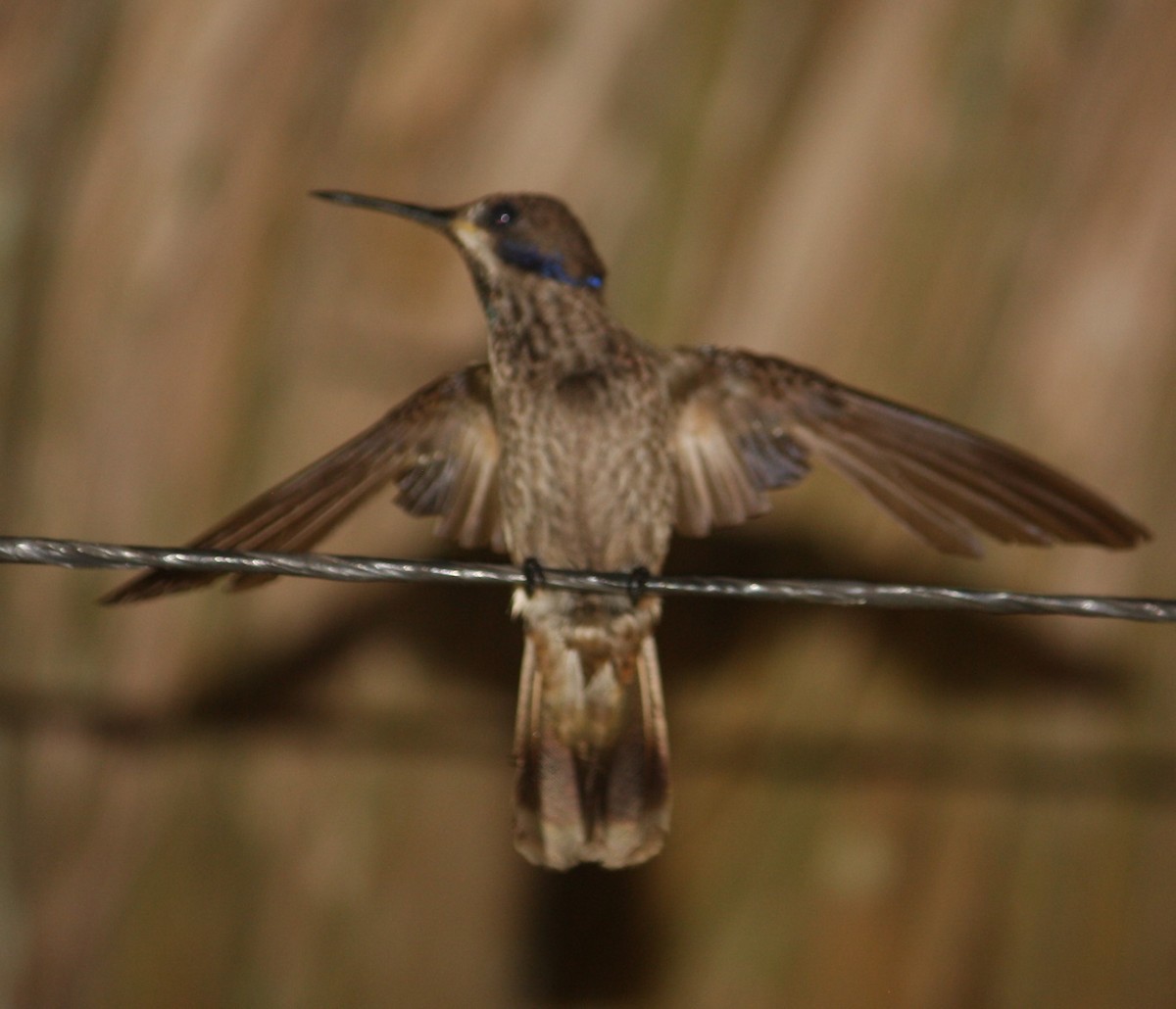 kolibřík fialovouchý - ML527965241