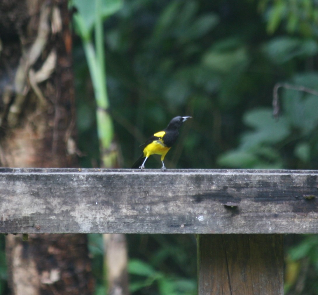 Black-cowled Oriole - ML527965461