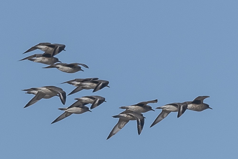 Black-bellied Plover - ML527965531