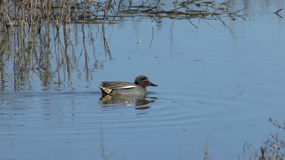 Green-winged Teal (Eurasian) - ML527965891