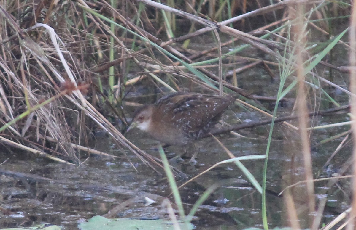 Baillon's Crake - ML527965981