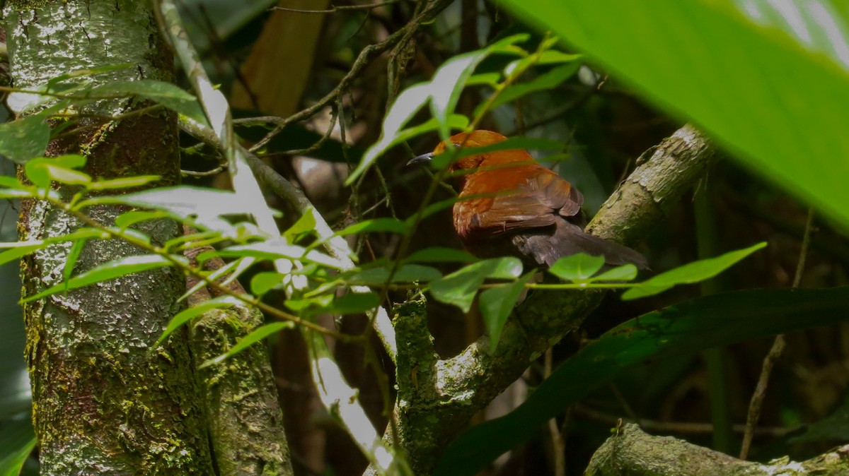 Ruddy Spinetail - ML52796651