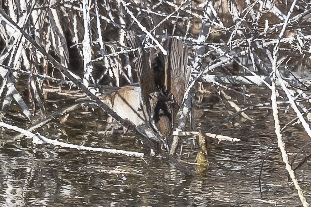 Marsh Wren - ML527966751