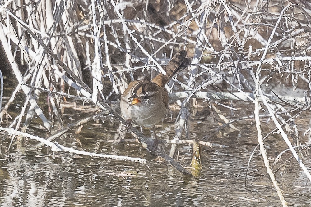 Marsh Wren - ML527966781