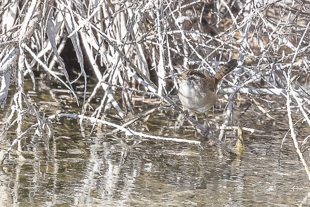 Marsh Wren - ML527966791