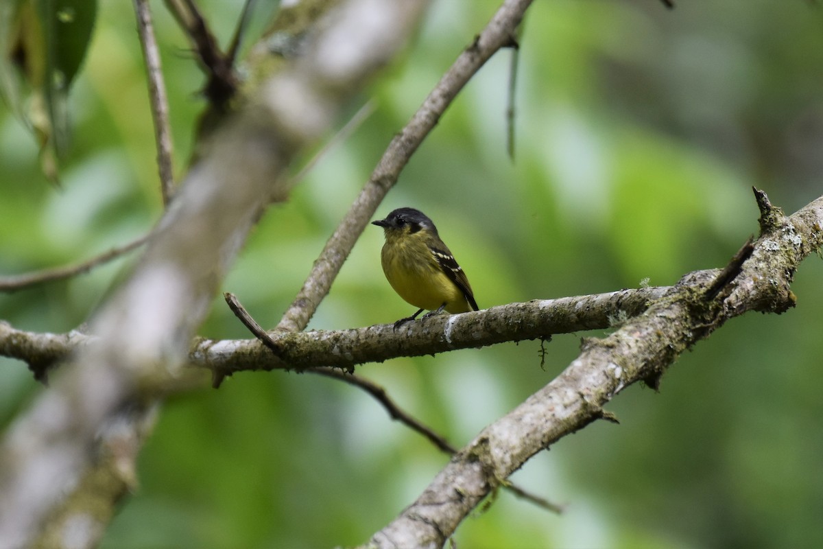 Ashy-headed Tyrannulet - Timothy Leque