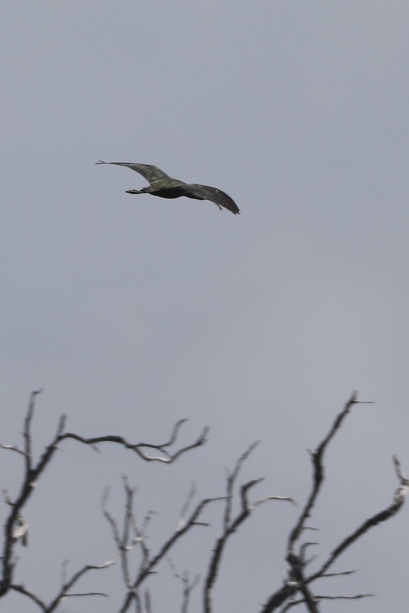 White-faced Ibis - ML527969831