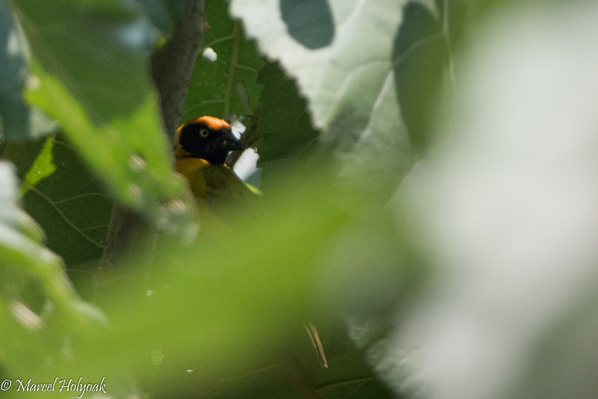 Bertram's Weaver - Marcel Holyoak