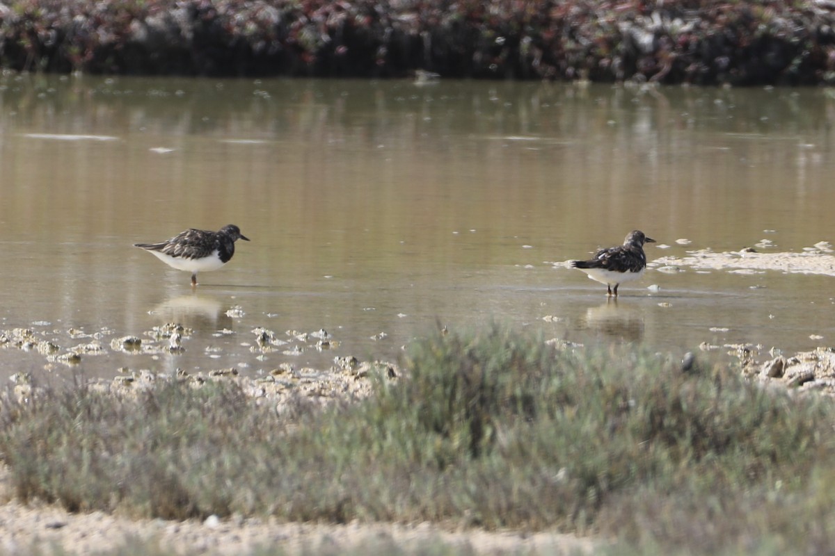 Ruddy Turnstone - ML527970311