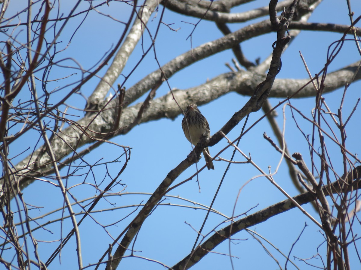 Vesper Sparrow - ML52797181