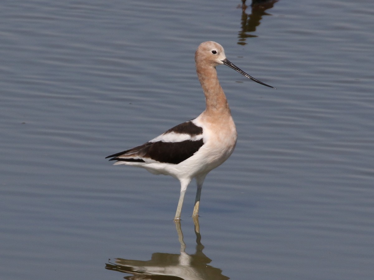 American Avocet - Steve Calver