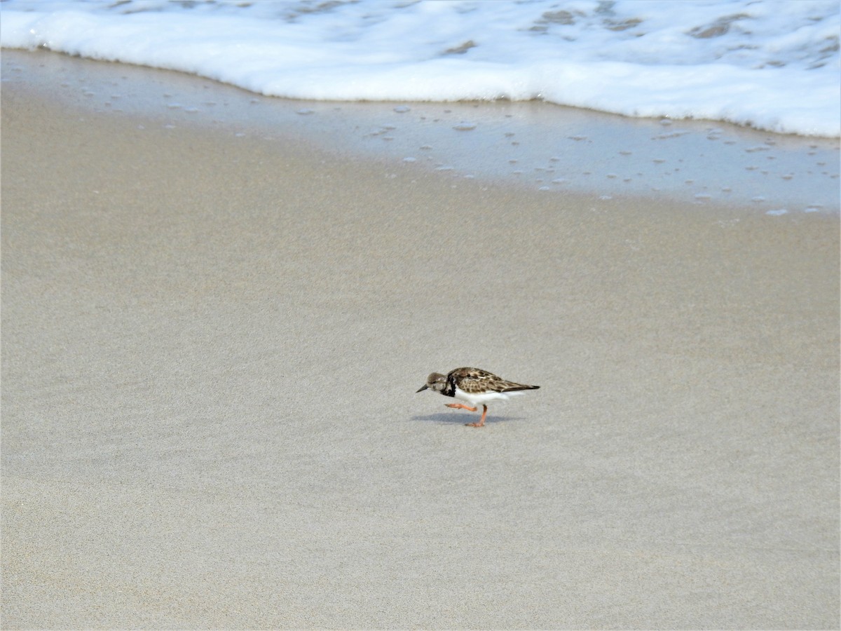 Ruddy Turnstone - elwood bracey