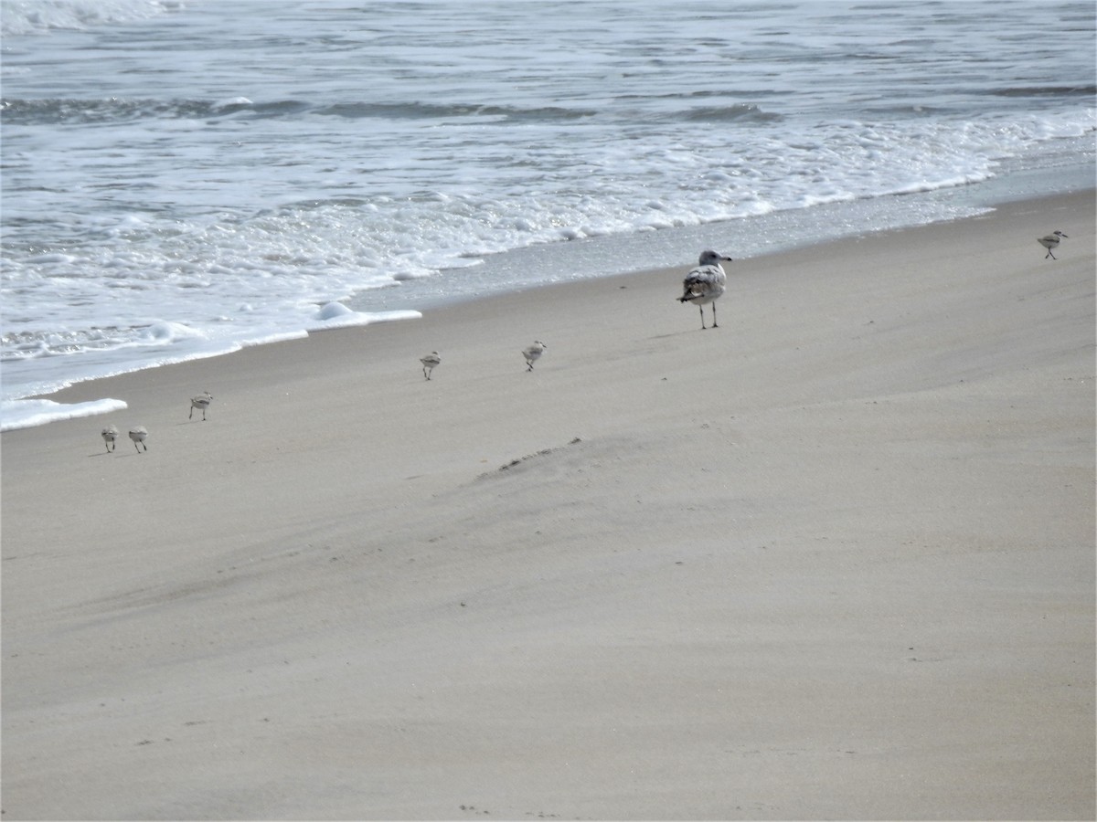 Bécasseau sanderling - ML527973431