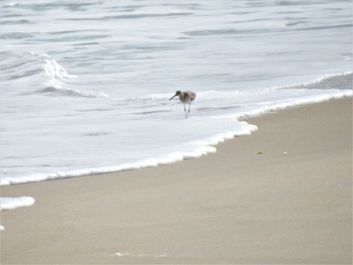 Playero Aliblanco - ML527973551