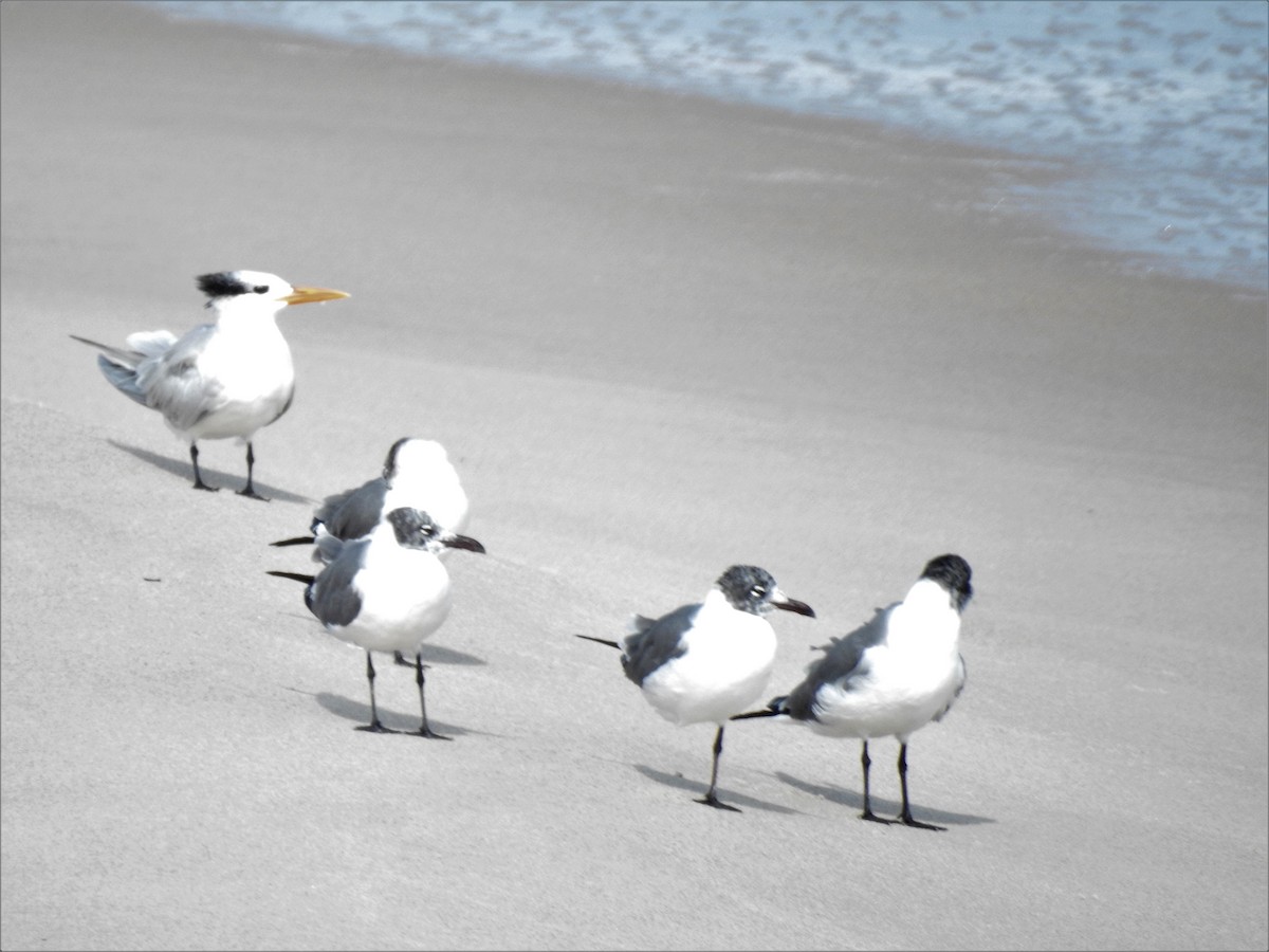 Mouette atricille - ML527973691