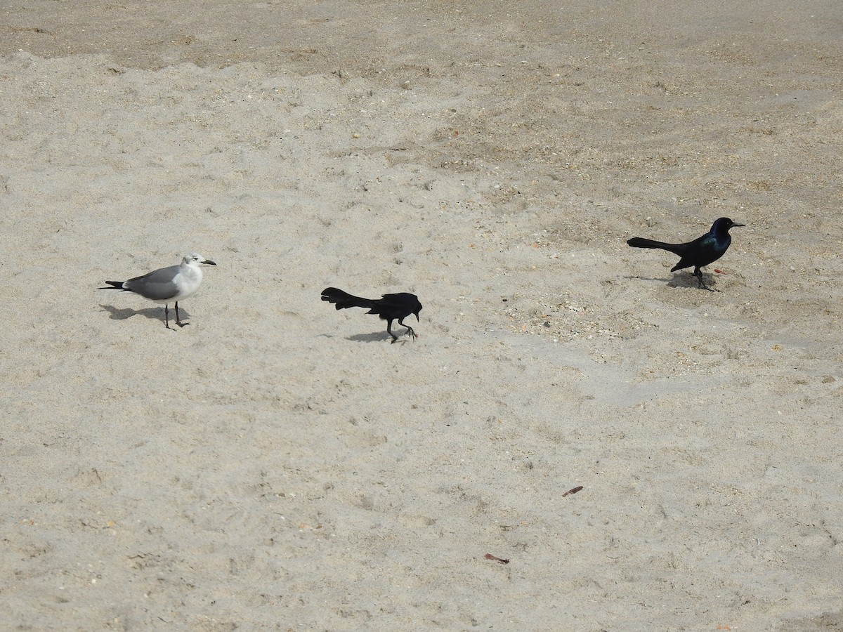 Laughing Gull - ML527973701