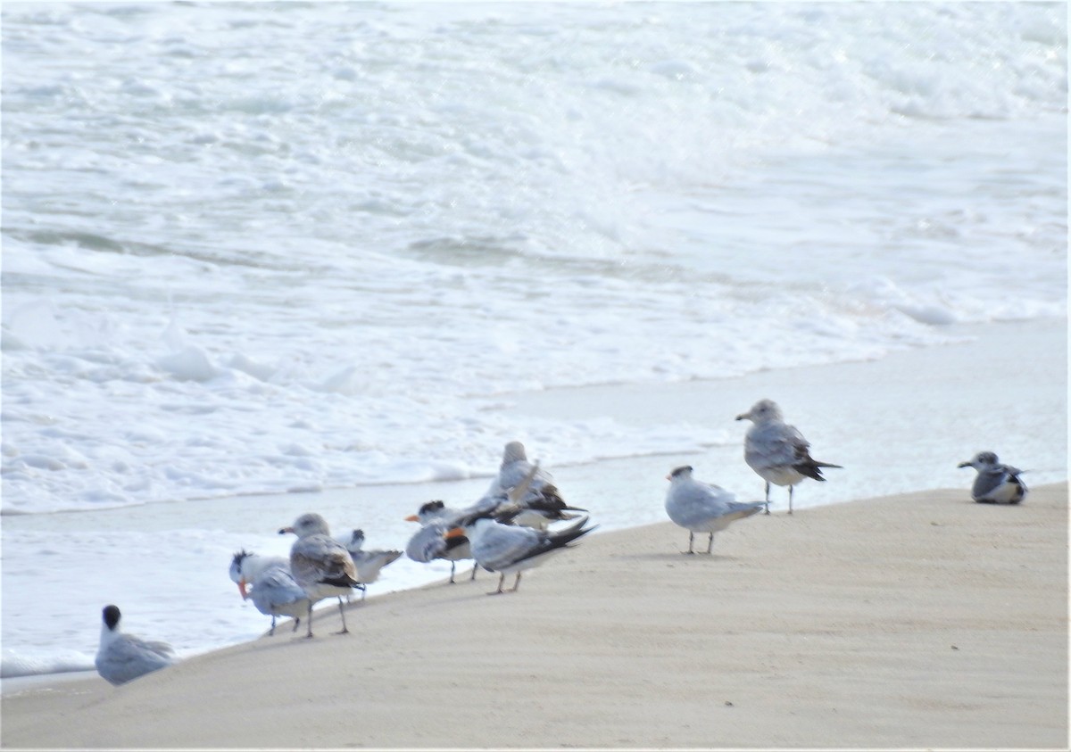 Ring-billed Gull - ML527973801