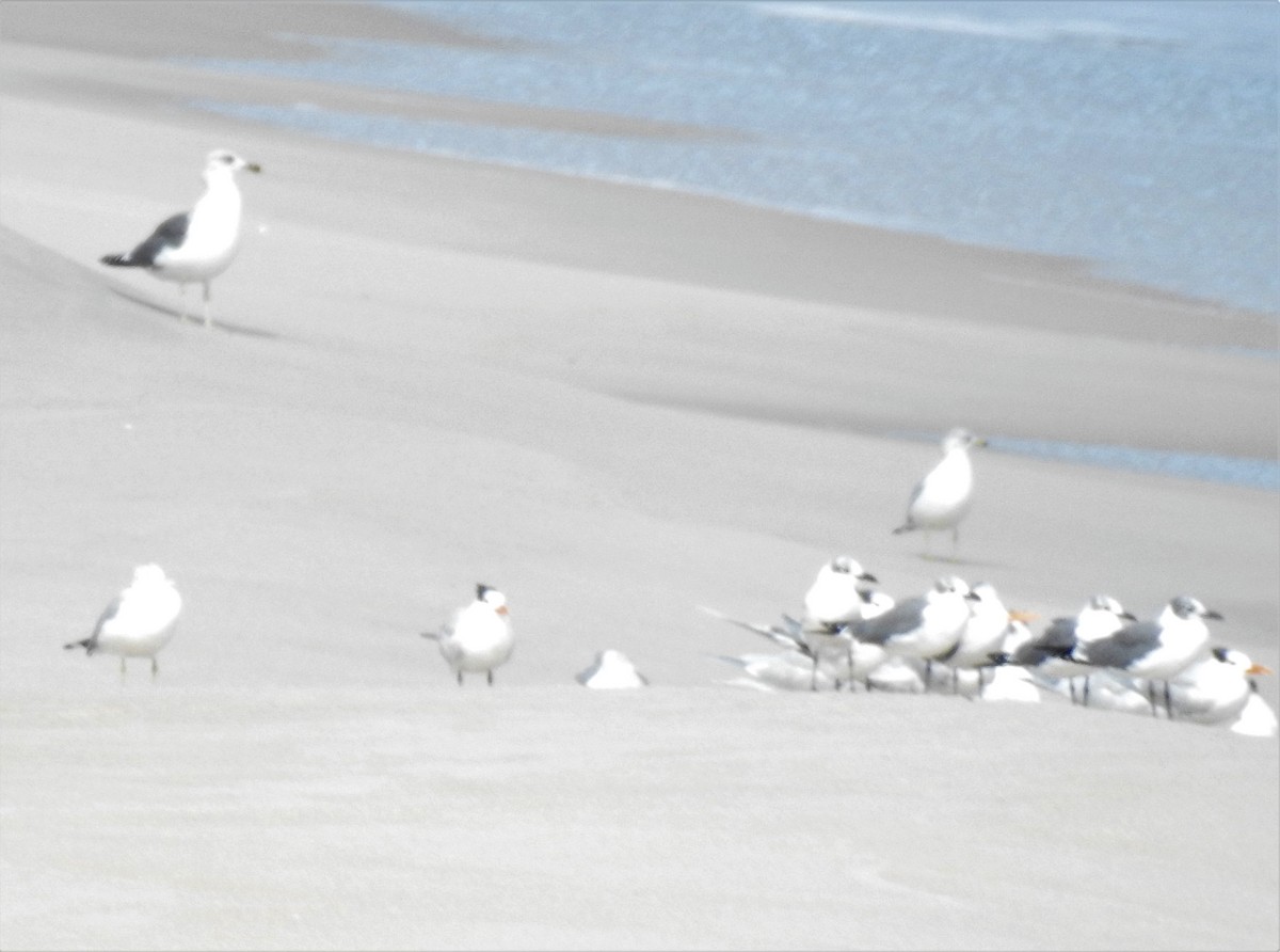 Gaviota Sombría - ML527973981