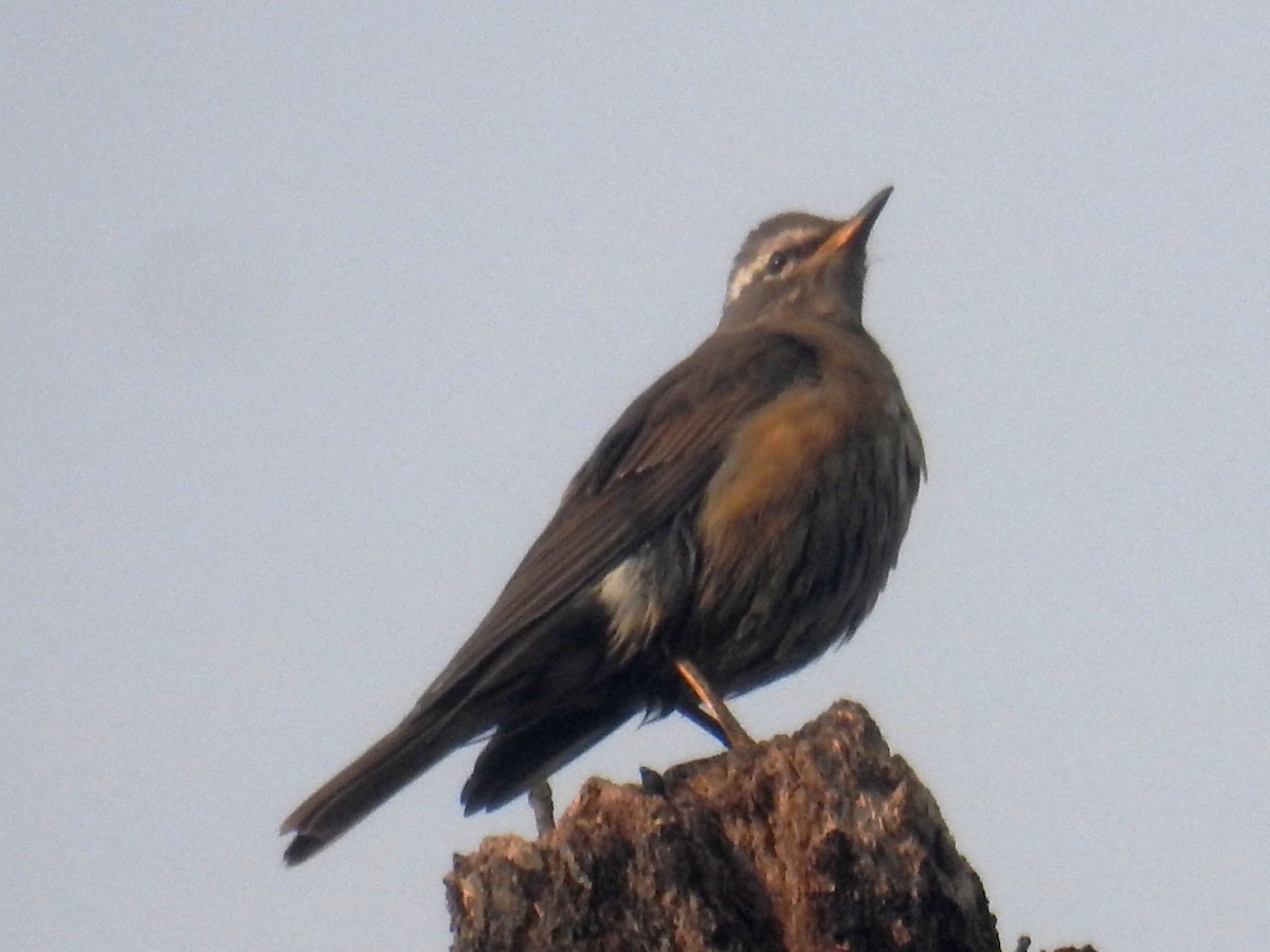 Eyebrowed Thrush - ML527974181