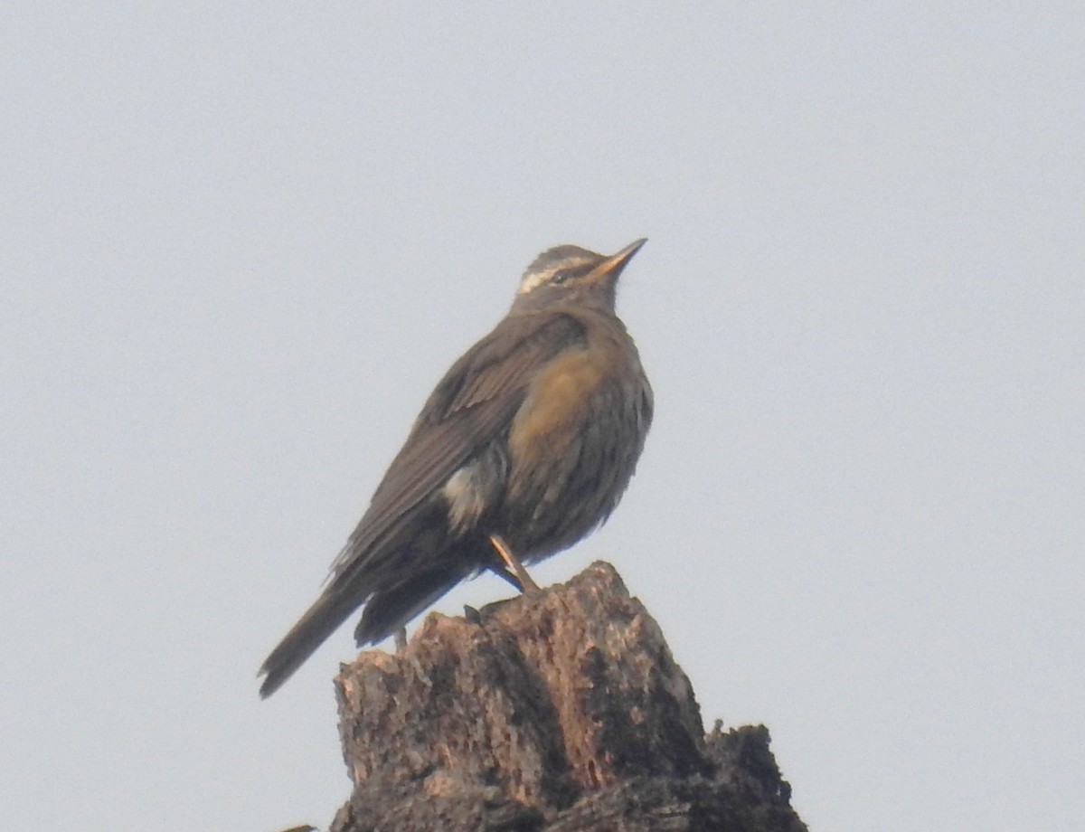 Eyebrowed Thrush - ML527974281