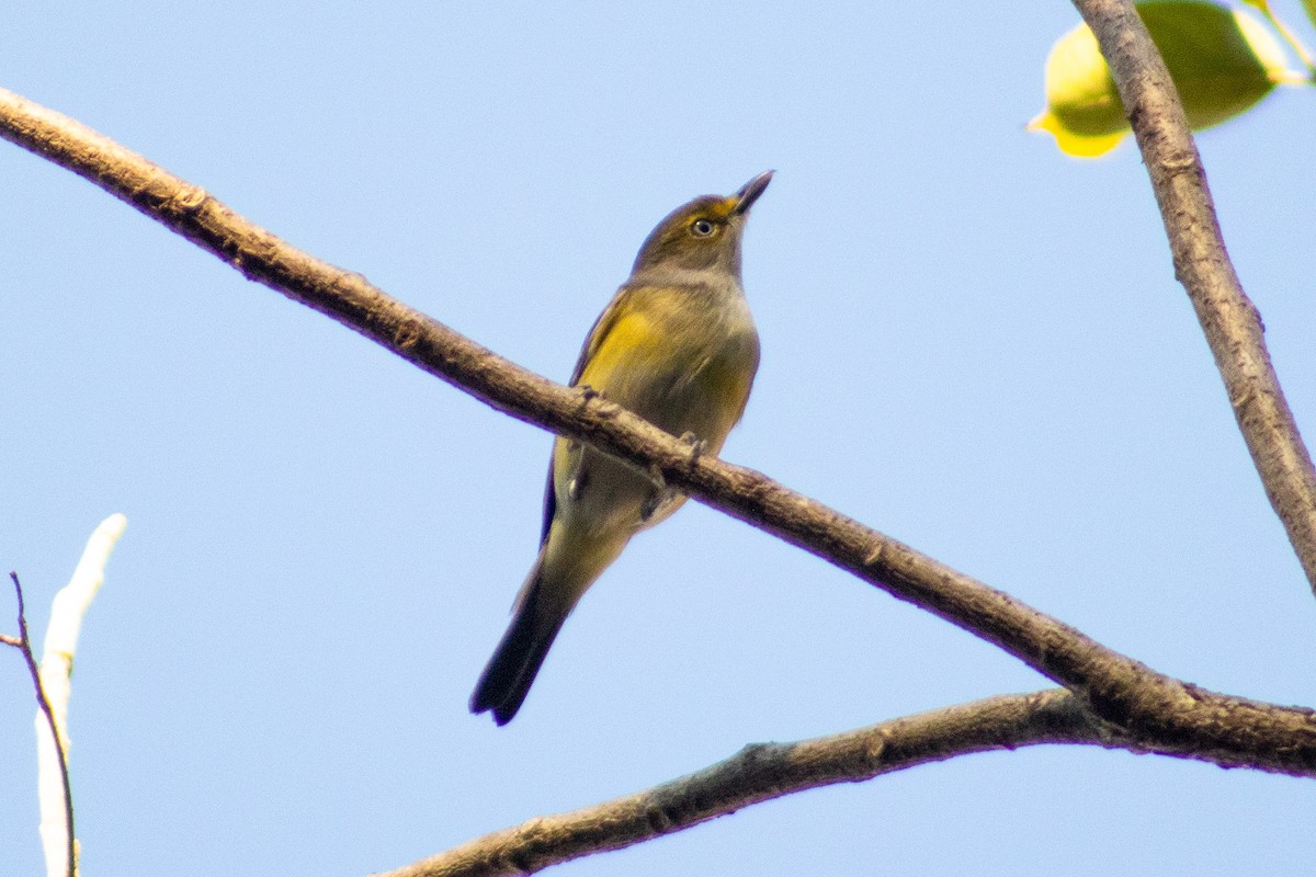 Ak Gözlü Vireo - ML527974441