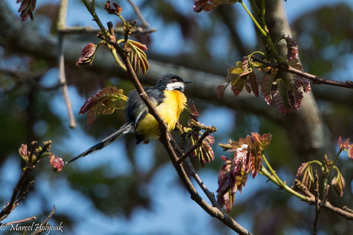 White-winged Apalis - Marcel Holyoak