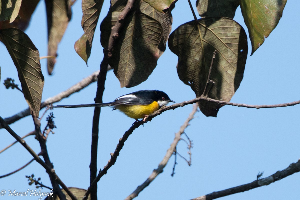 White-winged Apalis - Marcel Holyoak