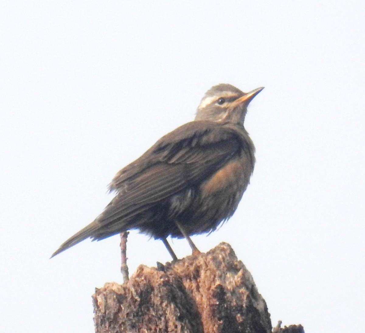 Eyebrowed Thrush - Akash Gulalia