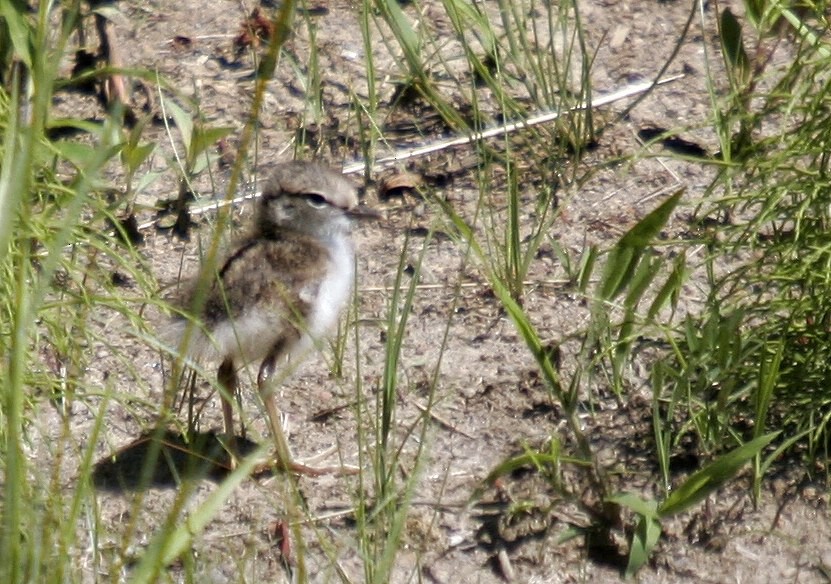 Spotted Sandpiper - ML52797511